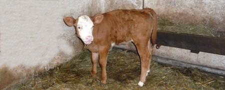 Uwaga! Gospodarze pilnujcie swoich zwierząt Uwaga! Gospodarze pilnujcie swoich zwierząt