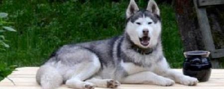 ZAGINĄŁ PIES RASY HUSKY ZAGINĄŁ PIES RASY HUSKY
