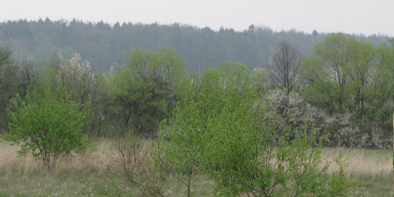 Komunikat - szczepienie lisów Komunikat - szczepienie lisów