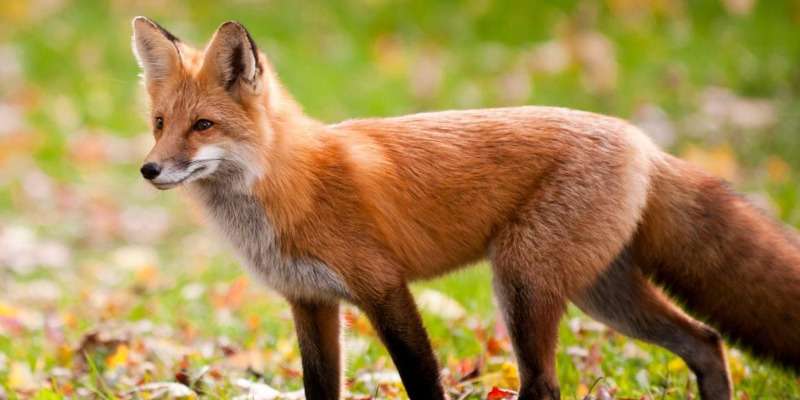 Komunikat dotyczący jesiennej akcji szczepienia lisów wolno żyjących przeciwko wściekliźnie Komunikat dotyczący jesiennej akcji szczepienia lisów wolno żyjących przeciwko wściekliźnie