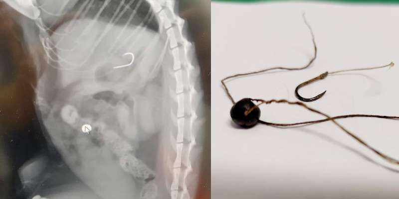 Brutalny zabójca kotów grasuje w Pagorzynie Brutalny zabójca kotów grasuje w Pagorzynie